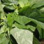 100 PCS Seeds Jamaican CALLALOO