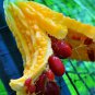 6 PCS Seeds Jamaican Cerasee Gold Bitter Melon
