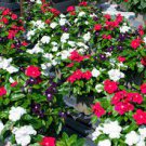 10 PCS Seeds Jams 'N Jellies American Pie Mixture Vinca 10 PCS Seeds Jams 'N Jellies American Pie Mixture Vinca