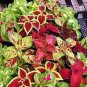 100 PCS Seeds Janpanese Bonsai Coleus Plant Rainbow Dragon Foliage Plant