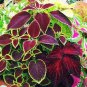100 PCS Seeds Janpanese Bonsai Coleus Plant Rainbow Dragon Foliage Plant