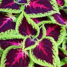 50 PCS Seeds Janpanese Coleus Blumei 50 PCS Seeds Janpanese Coleus Blumei