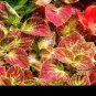 50 PCS Seeds Janpanese Coleus Blumei