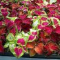 100 PCS Seeds Janpanse Bonsai Coleus Plant Rainbow Dragon Foliage Plants