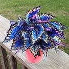 100 PCS Seeds Janpanse Bonsai Coleus Plants 100 PCS Seeds Janpanse Bonsai Coleus Plants