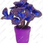 100 PCS Seeds Janpanse Bonsai Coleus Plants