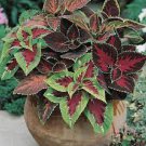 50 PCS Seeds Janpanse Colorful Coleus