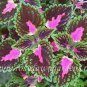 50 PCS Seeds Janpanse Colorful Coleus