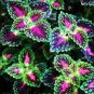 50 PCS Seeds Janpanse Colorful Coleus