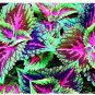 50 PCS Seeds Janpanse Colorful Coleus