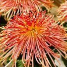 100 PCS Seeds Japan Spider Chrysanthemums Flowers 100 PCS Seeds Japan Spider Chrysanthemums Flowers