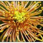 100 PCS Seeds Japan Spider Chrysanthemums Flowers