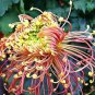 100 PCS Seeds Japan Spider Chrysanthemums Flowers