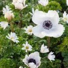 50 PCS Seeds Japanese Anemone Flower Seeds Planting Office Miniplants 50 PCS Seeds Japanese Anemone Flower Seeds Planting Office Miniplants