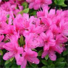 20 PCS Seeds Japanese Azalea Rhododendron Azalea