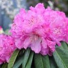 20 PCS Seeds Japanese Azalea Rhododendron Azalea Perennial Flowers Seeds Pink Flowers
