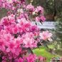 20 PCS Seeds Japanese Azalea Rhododendron Azalea Perennial Flowers Seeds Pink Flowers