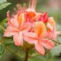 100 PCS Seeds Japanese Azalea Seeds Dark Red Rhododendron Azalea Flowers