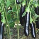 1000 PCS Seeds Japanese Black Long Eggplant 1000 PCS Seeds Japanese Black Long Eggplant