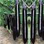 1000 PCS Seeds Japanese Black Long Eggplant
