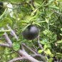 29 PCS Seeds Japanese Black Persimmon Rare Species Fruit Tree