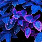 100 PCS Seeds Japanese Bonsai Blue Coleus Plant Foliage Plants Perfect Color Dragon Beautiful Flower 100 PCS Seeds Japanese Bonsai Blue Coleus Plant Foliage Plants Perfect Color Dragon Beautiful Flower