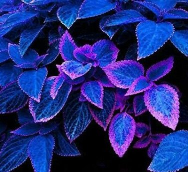 100 PCS Seeds Japanese Bonsai Blue Coleus Plant Foliage Plants Perfect Color Dragon Beautiful Flower