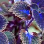 100 PCS Seeds Japanese Bonsai Blue Coleus Plant Foliage Plants Perfect Color Dragon Beautiful Flower