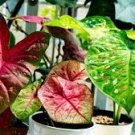 100 PCS Seeds Japanese Caladium Bicolor 100 PCS Seeds Japanese Caladium Bicolor