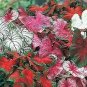 50 PCS Seeds Japanese Caladium Seeds Dark Red Leaves with Dark Green Edge