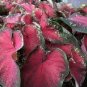50 PCS Seeds Japanese Caladium Seeds Dark Red Leaves with Dark Green Edge