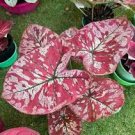 50 PCS Seeds Japanese Caladium Seeds Mixed 9 Varieties of Plants