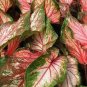 50 PCS Seeds Japanese Caladium Seeds Mixed 9 Varieties of Plants
