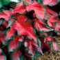 50 PCS Seeds Japanese Caladium Seeds Mixed 9 Varieties of Plants