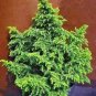 100 PCS Seeds Japanese Cedar Tree Bonsai Resistant to Cold Evergreen Cedar Tree for Home