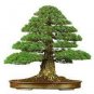 100 PCS Seeds Japanese Cedar Tree Bonsai Resistant to Cold Evergreen Cedar Tree for Home