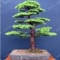 100 PCS Seeds Japanese Cedar Tree Bonsai Resistant to Cold Evergreen Cedar Tree for Home