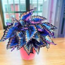100 PCS Seeds Japanese Coleus 100 PCS Seeds Japanese Coleus