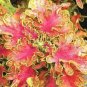 100 PCS Seeds Japanese Coleus
