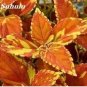 100 PCS Seeds Japanese Coleus Plant