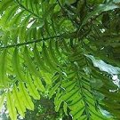 100 PCS Seeds Japanese Creeper Boston Fern Seeds Mixed 9 Types 100 PCS Seeds Japanese Creeper Boston Fern Seeds Mixed 9 Types