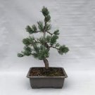 50 PCS Seeds Japanese Five Needle Pine