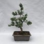 50 PCS Seeds Japanese Five Needle Pine