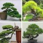 50 PCS Seeds Japanese Five Needle Pine