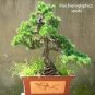 50 PCS Seeds Japanese Five Needle Pine
