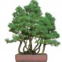 50 PCS Seeds Japanese Five Needle Pine