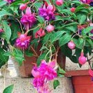 100 PCS Seeds Japanese Fuchsia Bonsai Garden Balcony Bonsai Lanterns Flowers 100 PCS Seeds Japanese Fuchsia Bonsai Garden Balcony Bonsai Lanterns Flowers
