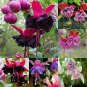 100 PCS Seeds Japanese Fuchsia Bonsai Garden Balcony Bonsai Lanterns Flowers