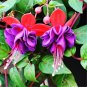 100 PCS Seeds Japanese Fuchsia Bonsai Garden Balcony Bonsai Lanterns Flowers