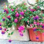 100 PCS Seeds Japanese Fuchsia Bonsai Garden Balcony Bonsai Lanterns Flowers